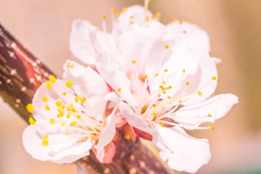 Bulanık çiçek arkaplanı. Dolu çiçekler ve orman ağacının ilk yaprakları. Bahar, ziyafet, kutlama ve güzel çiçek dekorasyonu konsepti. Yumuşak seçici odaklı yakın plan