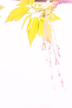 Bulanık çiçek arkaplanı. Dolu çiçekler ve orman ağacının ilk yaprakları. Bahar, ziyafet, kutlama ve güzel çiçek dekorasyonu konsepti. Yumuşak seçici bir odak ile yakın çekim. Ayarlanmış