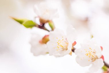 Bahar çiçek konsepti. Kayısı ağacının tam çiçeklenme. Soyut bulanık arka plan üzerinde güzel çiçek. Yumuşak seçici odakla yakın çekim.