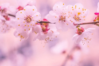 Bulanık çiçek arkaplanı. Dolu çiçekler ve orman ağacının ilk yaprakları. Bahar, ziyafet, kutlama ve güzel çiçek dekorasyonu konsepti. Yumuşak seçici bir odak ile yakın çekim. Ayarlanmış