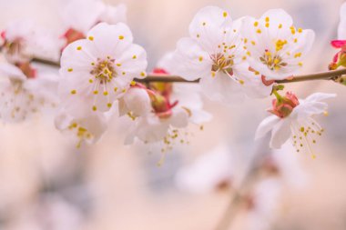 Bulanık çiçek arkaplanı. Dolu çiçekler ve orman ağacının ilk yaprakları. Bahar, ziyafet, kutlama ve güzel çiçek dekorasyonu konsepti. Yumuşak seçici odaklı yakın plan