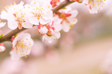 Bulanık çiçek arkaplanı. Dolu çiçekler ve orman ağacının ilk yaprakları. Bahar, ziyafet, kutlama ve güzel çiçek dekorasyonu konsepti. Yumuşak seçici odaklı yakın plan