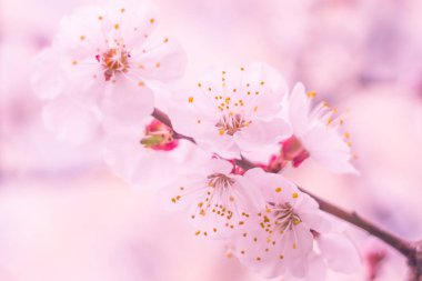 Bulanık çiçek arkaplanı. Dolu çiçekler ve orman ağacının ilk yaprakları. Bahar, ziyafet, kutlama ve güzel çiçek dekorasyonu konsepti. Yumuşak seçici bir odak ile yakın çekim. Ayarlanmış