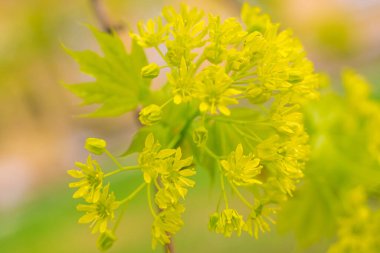 Bulanık çiçek arkaplanı. Dolu çiçekler ve orman ağacının ilk yaprakları. Bahar, ziyafet, kutlama ve güzel çiçek dekorasyonu konsepti. Yumuşak seçici odaklı yakın plan
