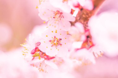Bulanık çiçek arkaplanı. Dolu çiçekler ve orman ağacının ilk yaprakları. Bahar, ziyafet, kutlama ve güzel çiçek dekorasyonu konsepti. Yumuşak seçici bir odak ile yakın çekim. Ayarlanmış