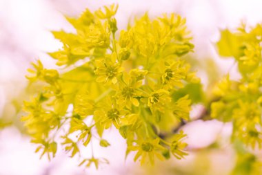 Bulanık çiçek arkaplanı. Dolu çiçekler ve orman ağacının ilk yaprakları. Bahar, ziyafet, kutlama ve güzel çiçek dekorasyonu konsepti. Yumuşak seçici bir odak ile yakın çekim. Ayarlanmış