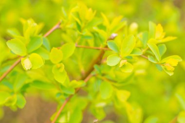 Bulanık çiçek arkaplanı. Dolu çiçekler ve orman ağacının ilk yaprakları. Bahar, ziyafet, kutlama ve güzel çiçek dekorasyonu konsepti. Yumuşak seçici odaklı yakın plan