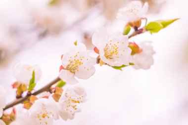 Bulanık çiçek arkaplanı. Dolu çiçekler ve orman ağacının ilk yaprakları. Bahar, ziyafet, kutlama ve güzel çiçek dekorasyonu konsepti. Yumuşak seçici odaklı yakın plan
