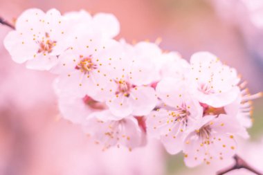 Bulanık çiçek arkaplanı. Dolu çiçekler ve orman ağacının ilk yaprakları. Bahar, ziyafet, kutlama ve güzel çiçek dekorasyonu konsepti. Yumuşak seçici bir odak ile yakın çekim. Ayarlanmış
