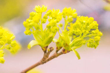 Bulanık çiçek arkaplanı. Dolu çiçekler ve orman ağacının ilk yaprakları. Bahar, ziyafet, kutlama ve güzel çiçek dekorasyonu konsepti. Yumuşak seçici odaklı yakın plan