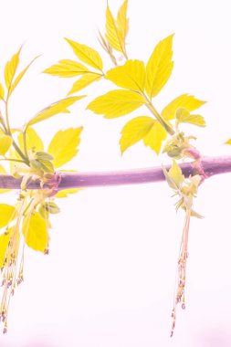 Bulanık çiçek arkaplanı. Dolu çiçekler ve orman ağacının ilk yaprakları. Bahar, ziyafet, kutlama ve güzel çiçek dekorasyonu konsepti. Yumuşak seçici bir odak ile yakın çekim. Ayarlanmış