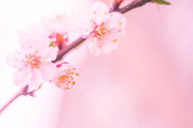 Bulanık çiçek arkaplanı. Dolu çiçekler ve orman ağacının ilk yaprakları. Bahar, ziyafet, kutlama ve güzel çiçek dekorasyonu konsepti. Yumuşak seçici bir odak ile yakın çekim. Ayarlanmış