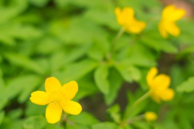 Bulanık çiçek arkaplanı. Dolu çiçekler ve orman ağacının ilk yaprakları. Bahar, ziyafet, kutlama ve güzel çiçek dekorasyonu konsepti. Yumuşak seçici odaklı yakın plan