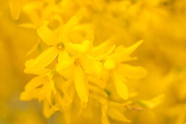 Bulanık çiçek arkaplanı. Dolu çiçekler ve orman ağacının ilk yaprakları. Bahar, ziyafet, kutlama ve güzel çiçek dekorasyonu konsepti. Yumuşak seçici bir odak ile yakın çekim. Ayarlanmış
