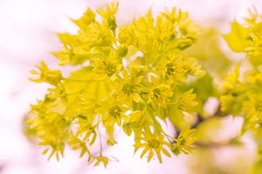 Bulanık çiçek arkaplanı. Dolu çiçekler ve orman ağacının ilk yaprakları. Bahar, ziyafet, kutlama ve güzel çiçek dekorasyonu konsepti. Yumuşak seçici bir odak ile yakın çekim. Ayarlanmış
