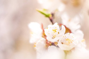 Bahar çiçek konsepti. Kayısı ağacının tam çiçeklenme. Soyut bulanık arka plan üzerinde güzel çiçek. Yumuşak seçici odakla yakın çekim.