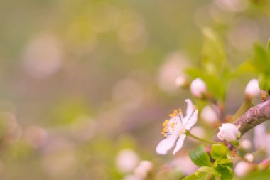 Bulanık çiçek arkaplanı. Dolu çiçekler ve orman ağacının ilk yaprakları. Bahar, ziyafet, kutlama ve güzel çiçek dekorasyonu konsepti. Yumuşak seçici bir odak ile yakın çekim. Ayarlanmış