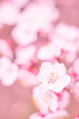 Bulanık çiçek arkaplanı. Dolu çiçekler ve orman ağacının ilk yaprakları. Bahar, ziyafet, kutlama ve güzel çiçek dekorasyonu konsepti. Yumuşak seçici bir odak ile yakın çekim. Ayarlanmış