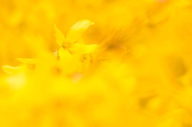 Bulanık çiçek arkaplanı. Dolu çiçekler ve orman ağacının ilk yaprakları. Bahar, ziyafet, kutlama ve güzel çiçek dekorasyonu konsepti. Yumuşak seçici bir odak ile yakın çekim. Ayarlanmış