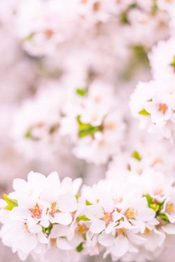 Bulanık çiçek arkaplanı. Dolu çiçekler ve orman ağacının ilk yaprakları. Bahar, ziyafet, kutlama ve güzel çiçek dekorasyonu konsepti. Yumuşak seçici odaklı yakın plan