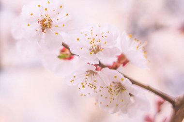Bulanık çiçek arkaplanı. Dolu çiçekler ve orman ağacının ilk yaprakları. Bahar, ziyafet, kutlama ve güzel çiçek dekorasyonu konsepti. Yumuşak seçici odaklı yakın plan