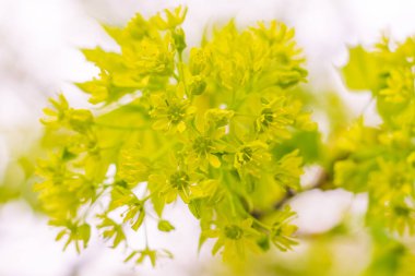 Bulanık çiçek arkaplanı. Dolu çiçekler ve orman ağacının ilk yaprakları. Bahar, ziyafet, kutlama ve güzel çiçek dekorasyonu konsepti. Yumuşak seçici odaklı yakın plan