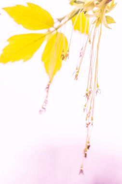 Bulanık çiçek arkaplanı. Dolu çiçekler ve orman ağacının ilk yaprakları. Bahar, ziyafet, kutlama ve güzel çiçek dekorasyonu konsepti. Yumuşak seçici bir odak ile yakın çekim. Ayarlanmış