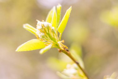 Bulanık çiçek arkaplanı. Dolu çiçekler ve orman ağacının ilk yaprakları. Bahar, ziyafet, kutlama ve güzel çiçek dekorasyonu konsepti. Yumuşak seçici odaklı yakın plan