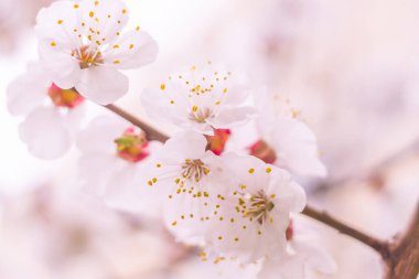 Bulanık çiçek arkaplanı. Dolu çiçekler ve orman ağacının ilk yaprakları. Bahar, ziyafet, kutlama ve güzel çiçek dekorasyonu konsepti. Yumuşak seçici odaklı yakın plan