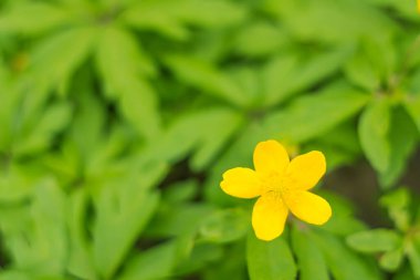 Bulanık çiçek arkaplanı. Dolu çiçekler ve orman ağacının ilk yaprakları. Bahar, ziyafet, kutlama ve güzel çiçek dekorasyonu konsepti. Yumuşak seçici odaklı yakın plan