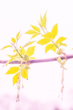 Bulanık çiçek arkaplanı. Dolu çiçekler ve orman ağacının ilk yaprakları. Bahar, ziyafet, kutlama ve güzel çiçek dekorasyonu konsepti. Yumuşak seçici bir odak ile yakın çekim. Ayarlanmış