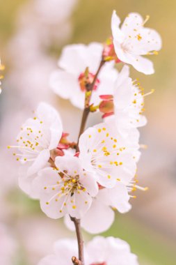 Bulanık çiçek arkaplanı. Dolu çiçekler ve orman ağacının ilk yaprakları. Bahar, ziyafet, kutlama ve güzel çiçek dekorasyonu konsepti. Yumuşak seçici odaklı yakın plan