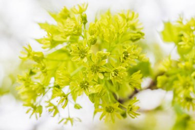 Bahar çiçeği konsepti. Dolu çiçekler ve orman ağacının ilk yaprakları. Soyut, bulanık bir arkaplanda güzel bir çiçek. Yumuşak seçici odaklı yakın plan.