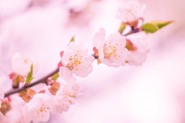 Bulanık çiçek arkaplanı. Dolu çiçekler ve orman ağacının ilk yaprakları. Bahar, ziyafet, kutlama ve güzel çiçek dekorasyonu konsepti. Yumuşak seçici bir odak ile yakın çekim. Ayarlanmış