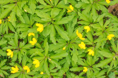 Bulanık çiçek arkaplanı. Dolu çiçekler ve orman ağacının ilk yaprakları. Bahar, ziyafet, kutlama ve güzel çiçek dekorasyonu konsepti. Yumuşak seçici odaklı yakın plan
