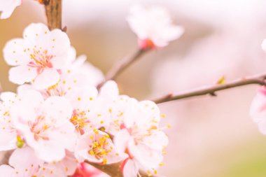 Bulanık çiçek arkaplanı. Dolu çiçekler ve orman ağacının ilk yaprakları. Bahar, ziyafet, kutlama ve güzel çiçek dekorasyonu konsepti. Yumuşak seçici odaklı yakın plan