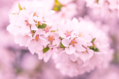 Bulanık çiçek arkaplanı. Dolu çiçekler ve orman ağacının ilk yaprakları. Bahar, ziyafet, kutlama ve güzel çiçek dekorasyonu konsepti. Yumuşak seçici bir odak ile yakın çekim. Ayarlanmış