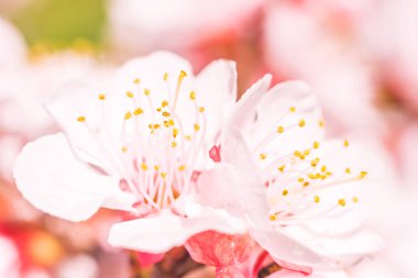 Bulanık çiçek arkaplanı. Dolu çiçekler ve orman ağacının ilk yaprakları. Bahar, ziyafet, kutlama ve güzel çiçek dekorasyonu konsepti. Yumuşak seçici odaklı yakın plan