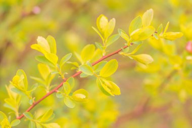 Bulanık çiçek arkaplanı. Dolu çiçekler ve orman ağacının ilk yaprakları. Bahar, ziyafet, kutlama ve güzel çiçek dekorasyonu konsepti. Yumuşak seçici bir odak ile yakın çekim. Ayarlanmış