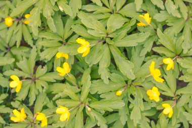 Bulanık çiçek arkaplanı. Dolu çiçekler ve orman ağacının ilk yaprakları. Bahar, ziyafet, kutlama ve güzel çiçek dekorasyonu konsepti. Yumuşak seçici bir odak ile yakın çekim. Ayarlanmış