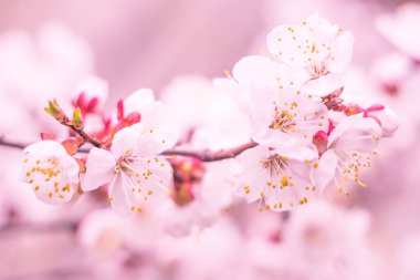 Bulanık çiçek arkaplanı. Dolu çiçekler ve orman ağacının ilk yaprakları. Bahar, ziyafet, kutlama ve güzel çiçek dekorasyonu konsepti. Yumuşak seçici bir odak ile yakın çekim. Ayarlanmış