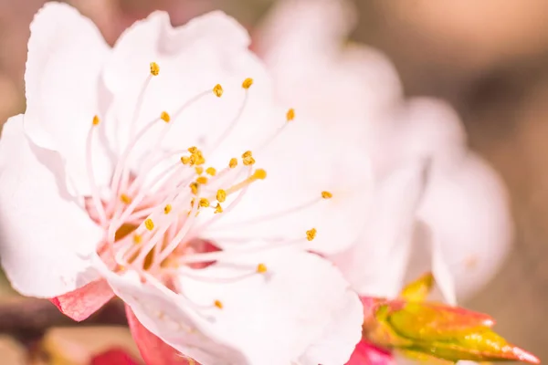 抽象的なぼやけた花の背景 満開と森の木の最初の葉 ごちそう お祝いや美しい花の装飾の概念 軟らかい選択的フォーカスを持つ閉鎖 — ストック写真