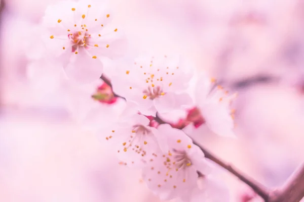 抽象的なぼやけた花の背景 満開と森の木の最初の葉 ごちそう お祝いや美しい花の装飾の概念 ソフト選択フォーカスで終了します トーン — ストック写真