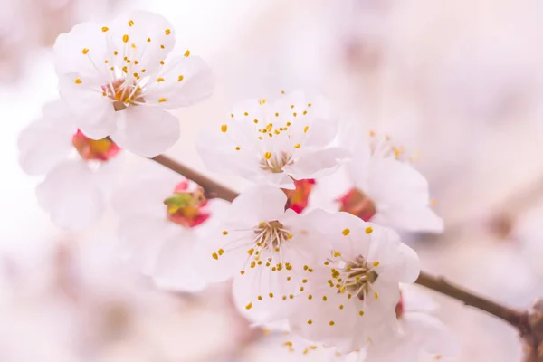 Abstrakte Verschwommene Florale Hintergrund Volle Blüte Und Erste Blätter Des — Stockfoto