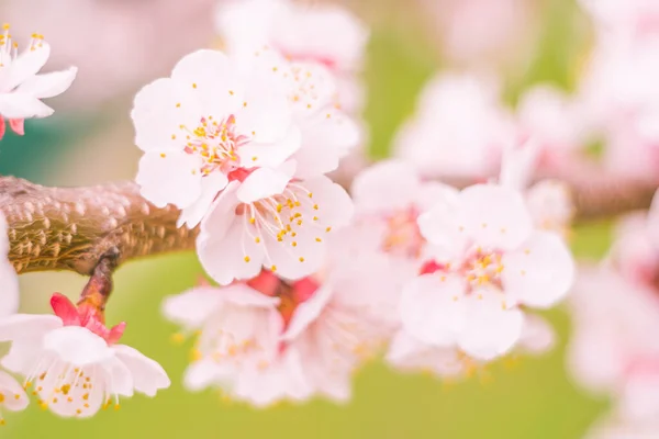 抽象的なぼやけた花の背景 満開と森の木の最初の葉 ごちそう お祝いや美しい花の装飾の概念 軟らかい選択的フォーカスを持つ閉鎖 — ストック写真