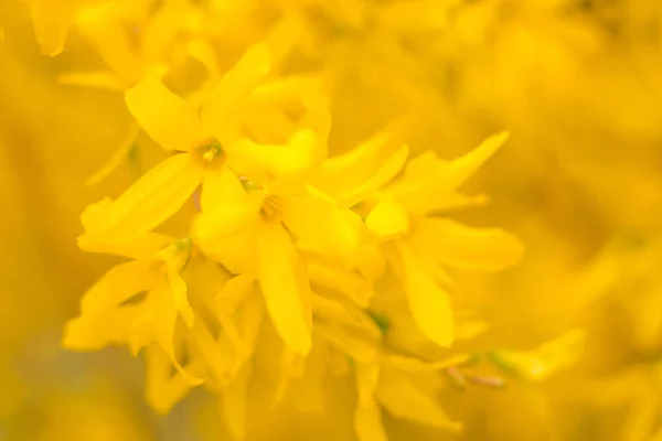 Abstract Blurred Floral Background Full Blooming First Leafs Forest Tree — Stock Photo, Image