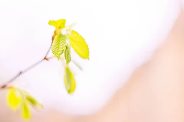 Fondo Floral Borroso Abstracto Plena Floración Primeras Hojas Árbol Forestal —  Fotos de Stock