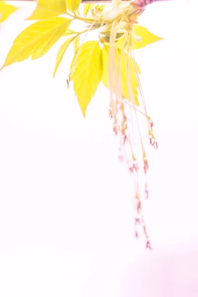 Αφηρημένο Θολό Φόντο Λουλουδιών Πλήρης Άνθηση Και Πρώτα Φύλλα Του — Φωτογραφία Αρχείου
