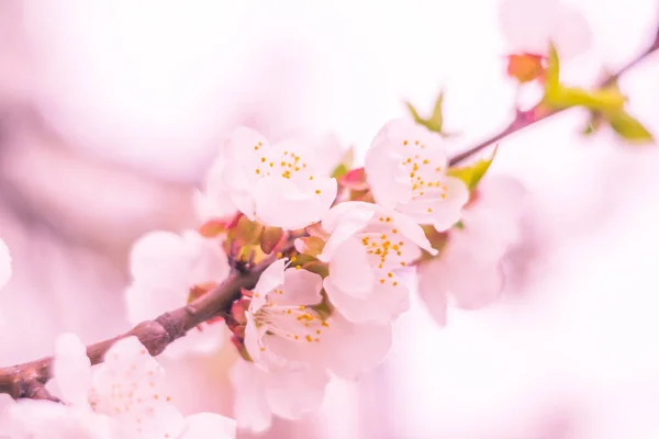 Абстрактный Размытый Цветочный Фон Цветущие Первые Листья Лесного Дерева Весна — стоковое фото