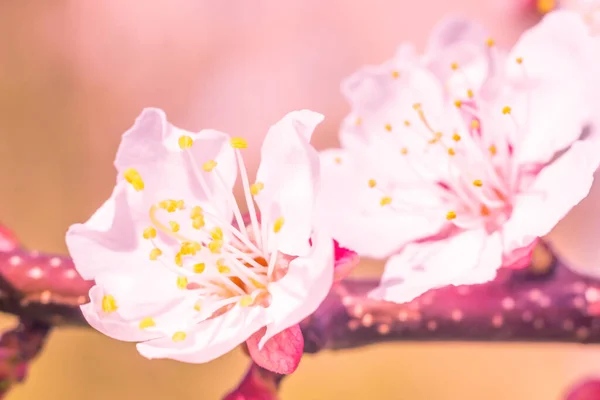 抽象的なぼやけた花の背景 満開と森の木の最初の葉 ごちそう お祝いや美しい花の装飾の概念 ソフト選択フォーカスで終了します トーン — ストック写真